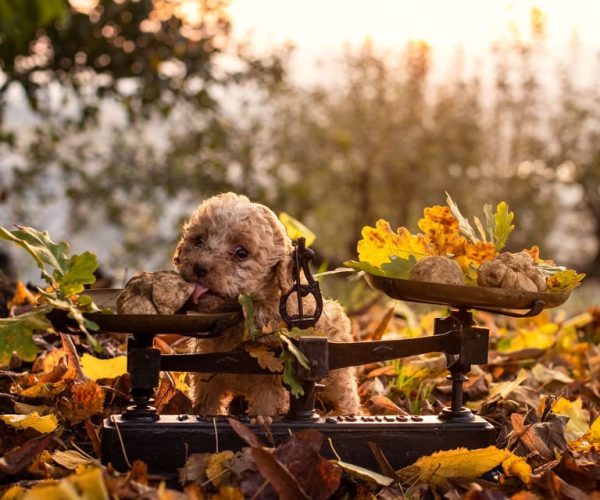 Langhe: Truffle Hunting Tour at Sunset – Piedmont, Italy