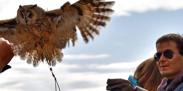 Lleida: Private Falconry Course and Free Flight Show – Catalonia, Spain