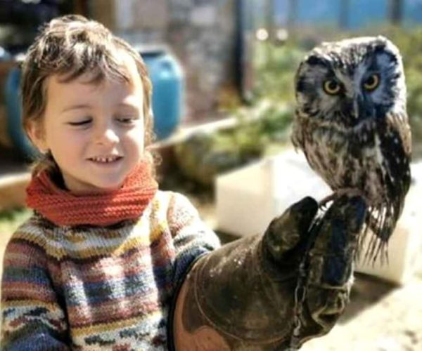 Lleida: Private Owl Handling Experience – Catalonia, Spain