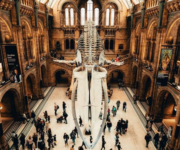 London: Natural History Museum In-App Audio Tour (No Ticket) – London, United Kingdom