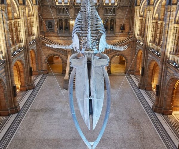 London: Natural History Museum Tour – London, United Kingdom