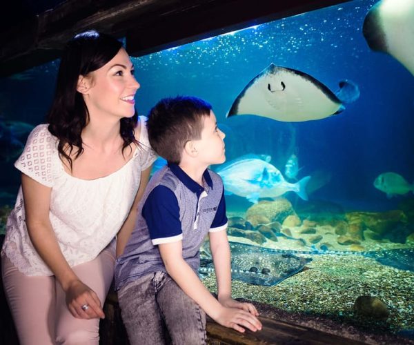 London: SEA LIFE & London Eye Combo Ticket – London, United Kingdom