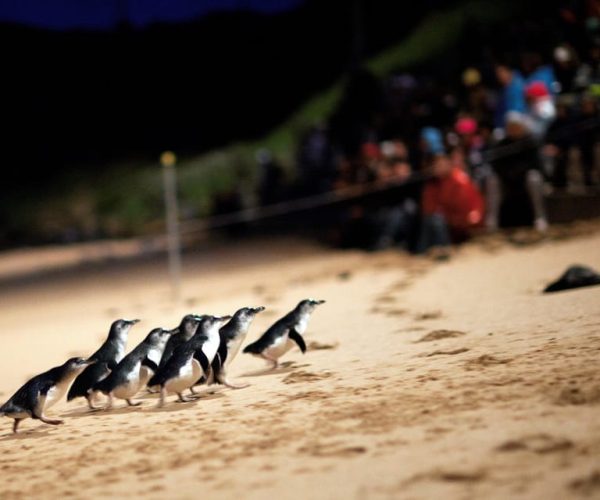 Melbourne: Penguin Parade & Churchill Island Farm Tour – Melbourne, Australia