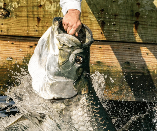 Miami: Giant Fish Feeding Experience – Miami, Florida