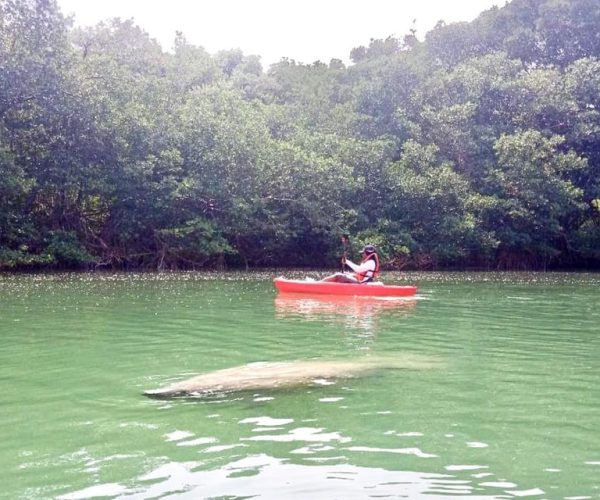 Miami: Manatee Season Tour Paddleboard or Kayak Tour – Miami, Florida