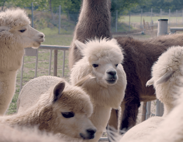 Mödling Vienna: Scenic Guided Hike with Alpacas and Llamas – Lower Austria, Austria