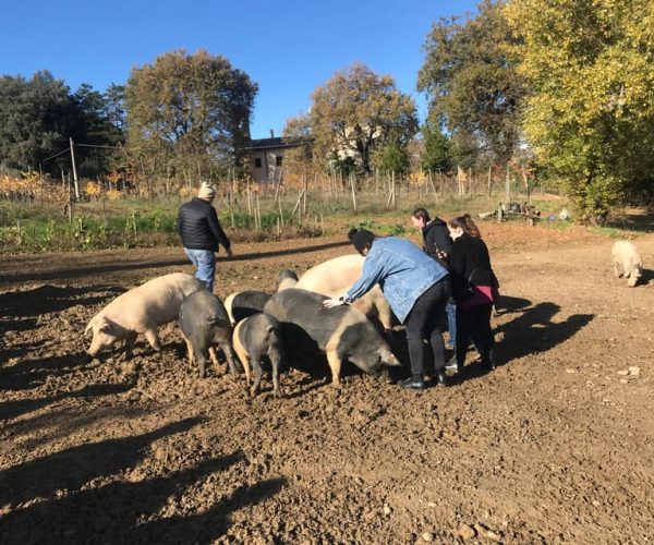 Montepulciano: Cinta Senese Tour With Food Tasting – Tuscany, Italy