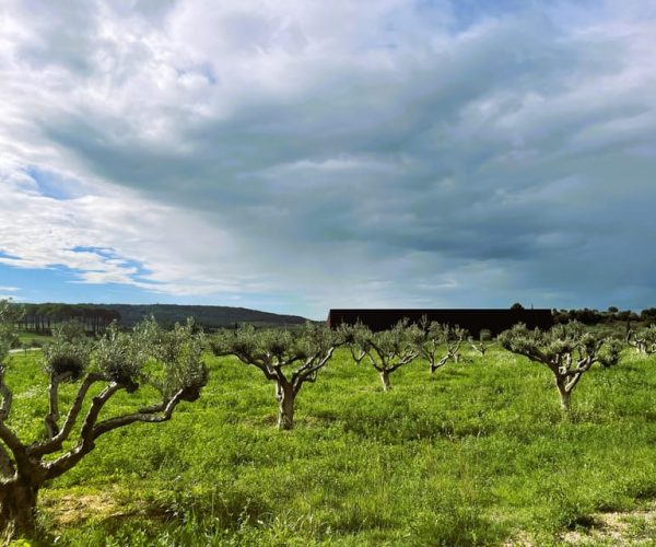 Montpellier : Visit an Olive Oil Mill – Occitanie, France