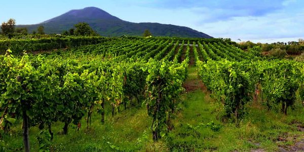 Mount Vesuvius Wine Tasting and Lunch from Pompeii – Pompei, Italy