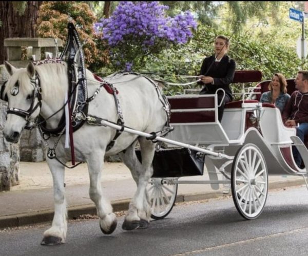 NYC: Private Central Park Horse Carriage Ride with Guide – New York City, New York