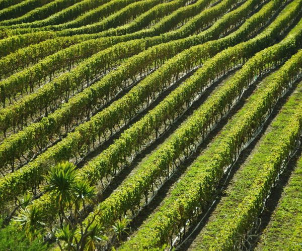 Naples: Mount Vesuvius Vineyard Tour w/ Lunch & Wine Tasting – Naples, Italy