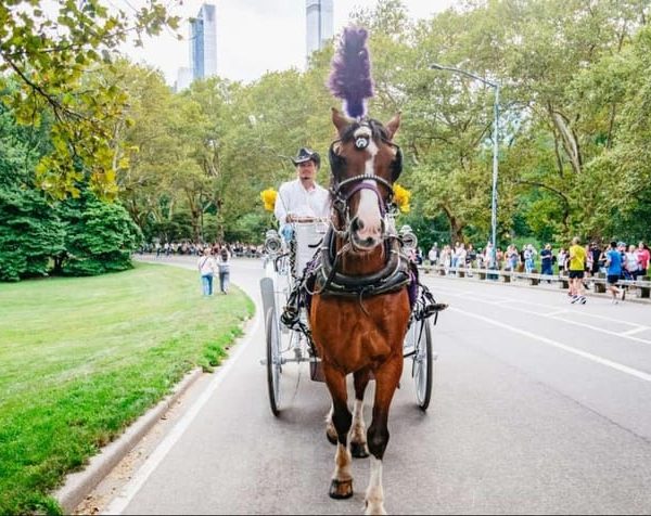 New York City: Private Horse Carriage Tour – New York City, New York