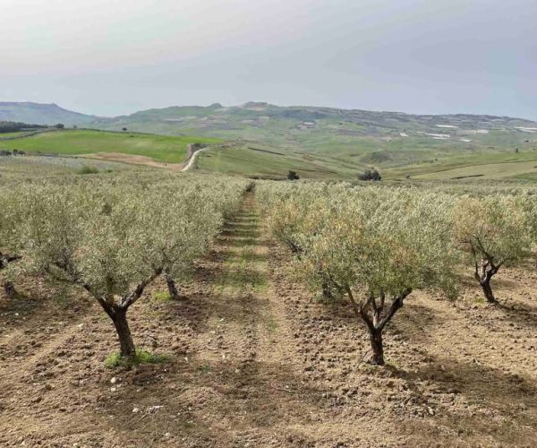 Oil and food tasting in the province of Agrigento – Sicily, Italy