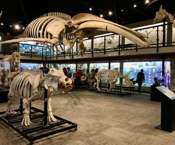 Oklahoma City: SKELETONS: Museum of Osteology Ticket – Oklahoma City, Oklahoma