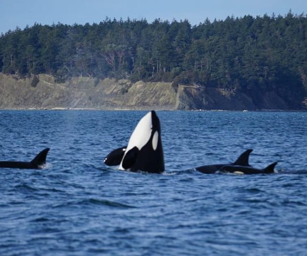 Orcas Island: Orca Whales guaranteed boat tour – Seattle, Washington