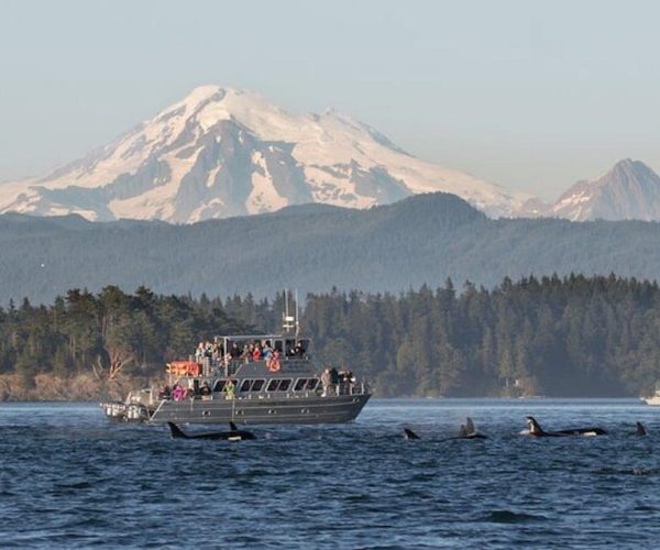 Orcas Island: Whale Watching Guided Boat Tour – Seattle, Washington