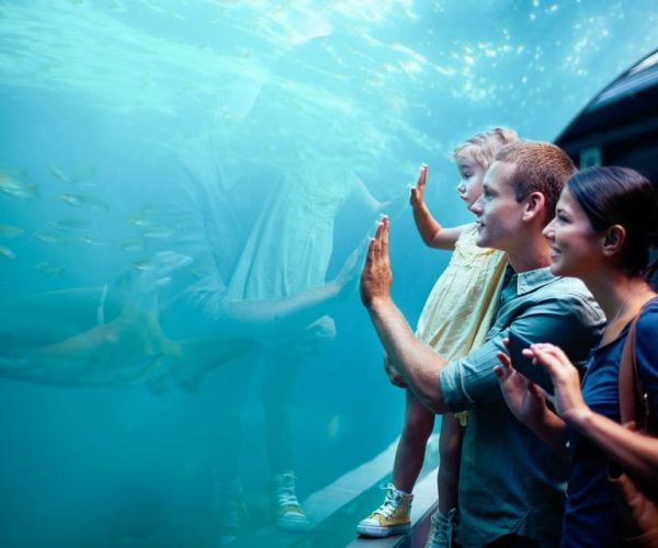 Orlando: SEA LIFE Orlando Aquarium – Orlando, Florida