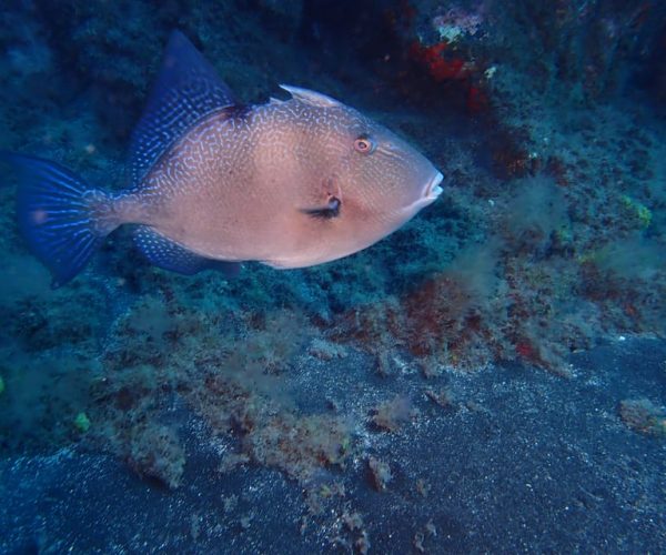 PADI Discover Scuba Diving Los Cancajos La Palma – Canary Islands, Spain