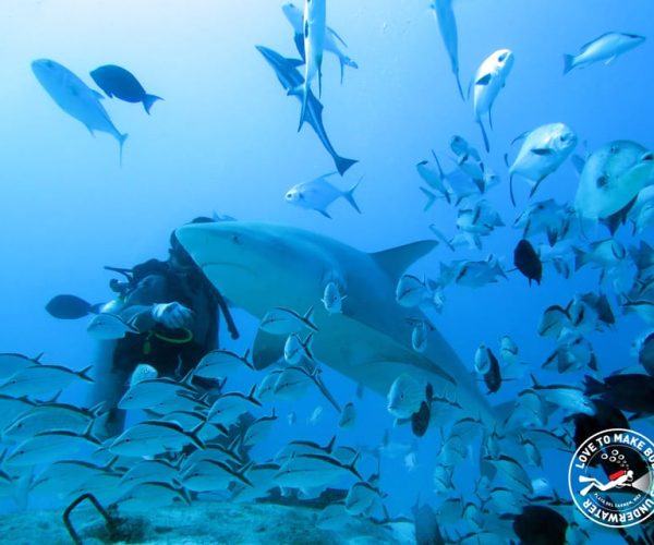 Playa del Carmen: Diving with Bull Sharks – Playa del Carmen, Mexico