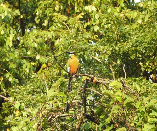 Playa del Carmen: Guided Birdwatching Hike – Playa del Carmen, Mexico