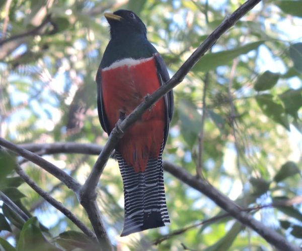 Playa del Carmen: Guided Birdwatching Hike – Playa del Carmen, Mexico