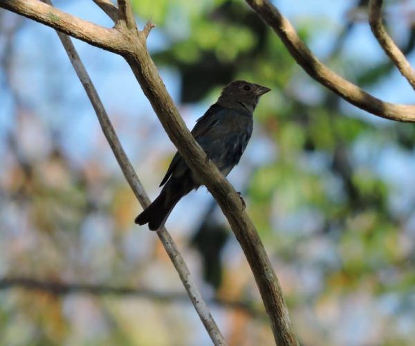 Playa del Carmen: Private Morning Birdwatching Tour – Playa del Carmen, Mexico