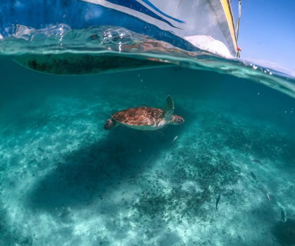 Playa del Carmen: Swim & Snorkel w/ Turtles at Akumal Beach – Playa del Carmen, Mexico