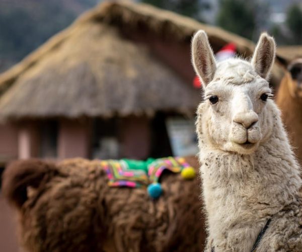 Private From Cusco| Alpaca Therapy + Creative Craftsmanship – Cusco, Peru