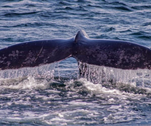 Puerto Vallarta: Mega Yacht Whale Watching Sunset Tour – Puerto Vallarta, Mexico