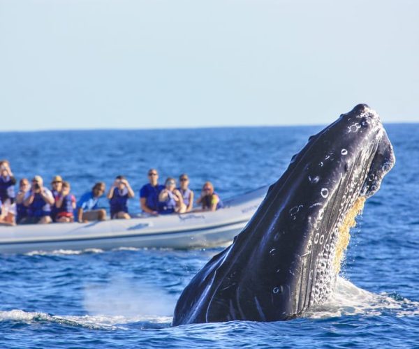 Puerto Vallarta: Whale Watching Photo Safari – Puerto Vallarta, Mexico