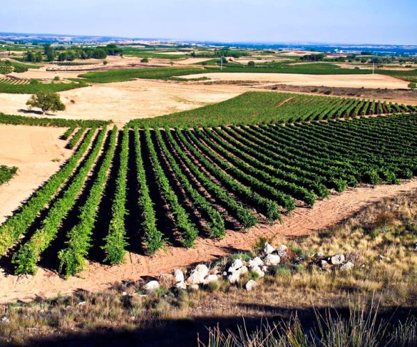 Ribera del Duero: Guided Wine and Tapas Tour with 4 Wineries – Castile and León, Spain