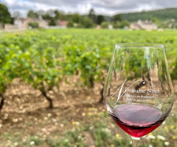 Rully: Organic Wine Tasting in the Vineyard – Bourgogne-Franche-Comté, France