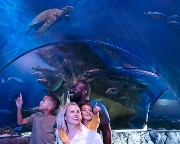 SEA LIFE Charlotte-Concord Aquarium General Admission – Concord, North Carolina