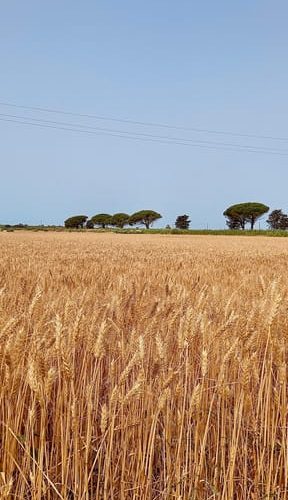 San Gimignano: Bike tour in the Tuscan Hills – Tuscany, Italy