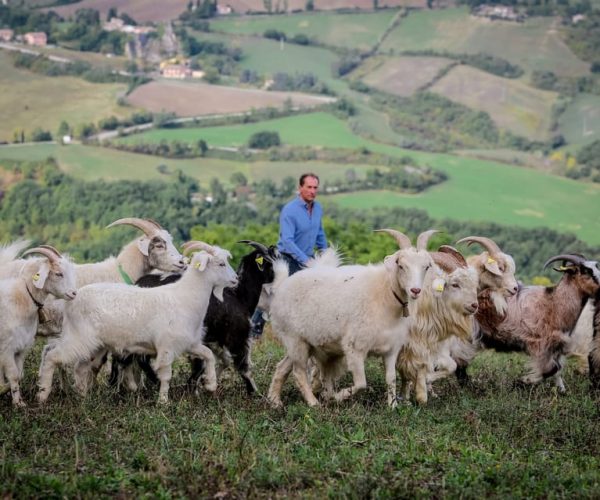 San Leo Cashmere: Farm Experience – Emilia-Romagna, Italy