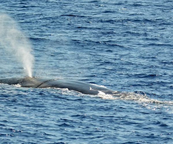 Savona: Pelagos Sanctuary Guided Cetacean Watching Tour – Tyrrhenian Sea, Italy