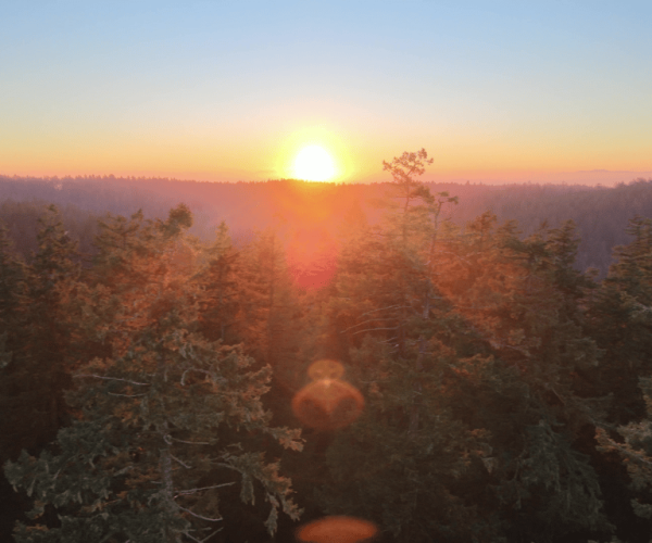 Silver Falls State Park: Tree Climbing Sunset Tour – Silver Falls State Park, Oregon