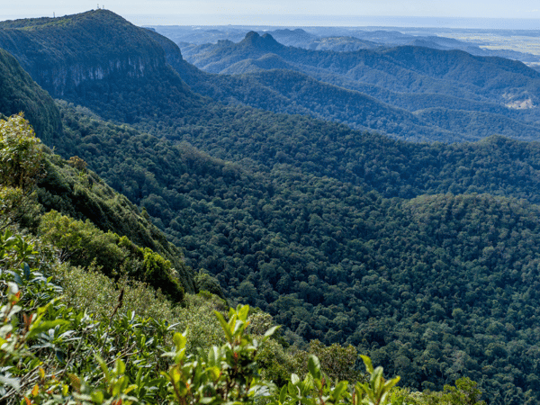 Spring Brook National Park Self Guided Driving Tour – Queensland, Australia