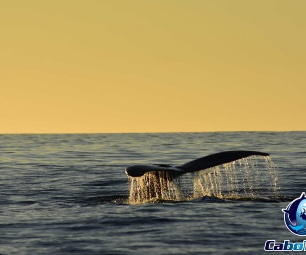 Sunset Whale Watching Cruise in Cabo San Lucas – Cabo San Lucas, Mexico