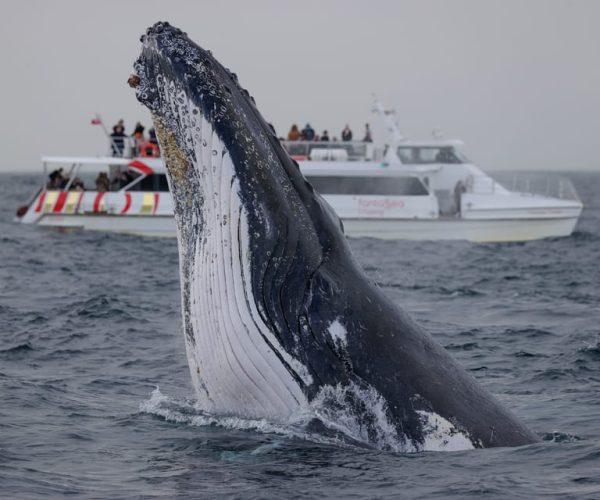 Sydney: 2-hour Express Whale Watching Cruise – Sydney, Australia