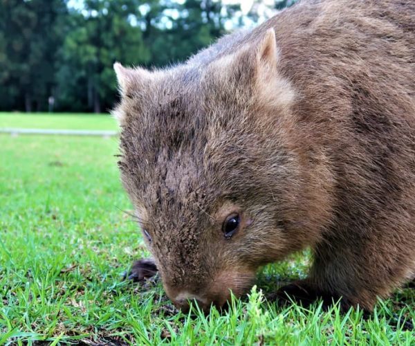 Sydney: Wild Wombats and Kangaroo Experience – Sydney, Australia