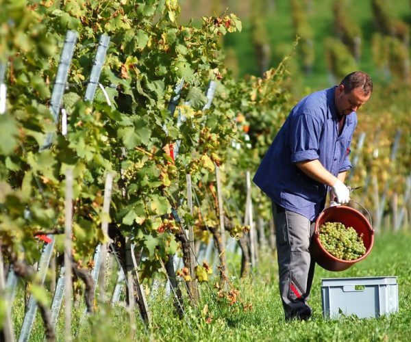 Taillan-Médoc: Château Visit and Wine Tasting in Bordeaux – Nouvelle-Aquitaine, France