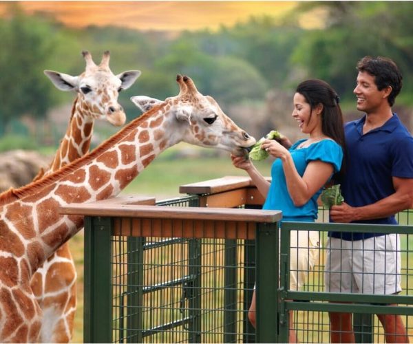 Tampa Bay: Serengeti Safari Tour – Tampa, Florida