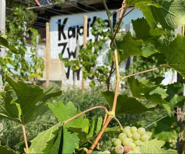 Taste and Tour Small Organic Wineries with a Winemaker – Lower Austria, Austria