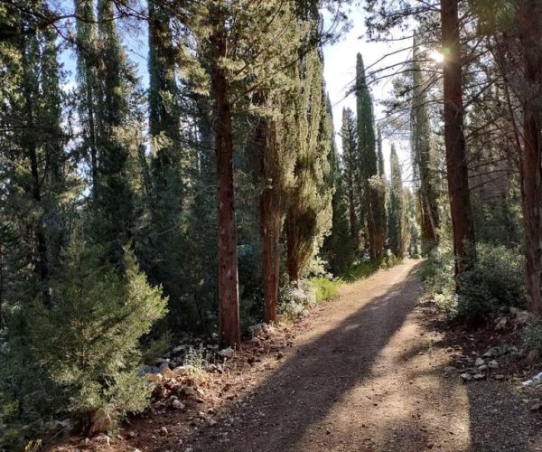 Tour guidato nella foresta Mercadante – Apulia, Italy