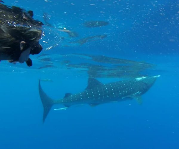 Tulum-Akumal: Swimming with Whale Sharks Tour – Tulum, Mexico