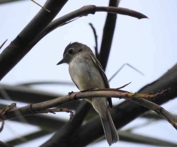 Tulum: Sian Ka’an Biosphere Reserve Guided Birdwatching Hike – Tulum, Mexico