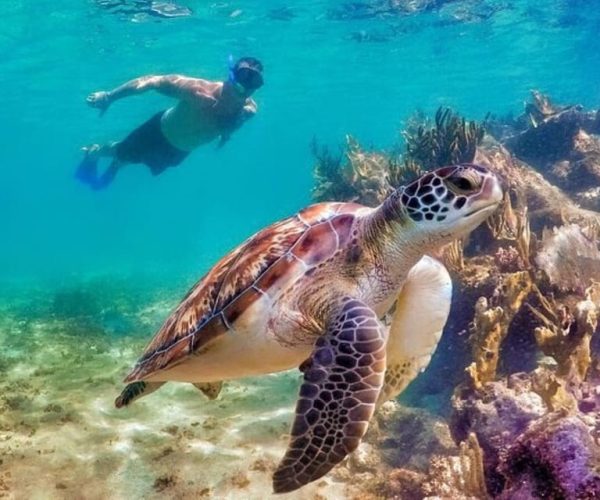 Tulum:Private Mayan Ruins & Swimming with Turtles Experience – Tulum, Mexico