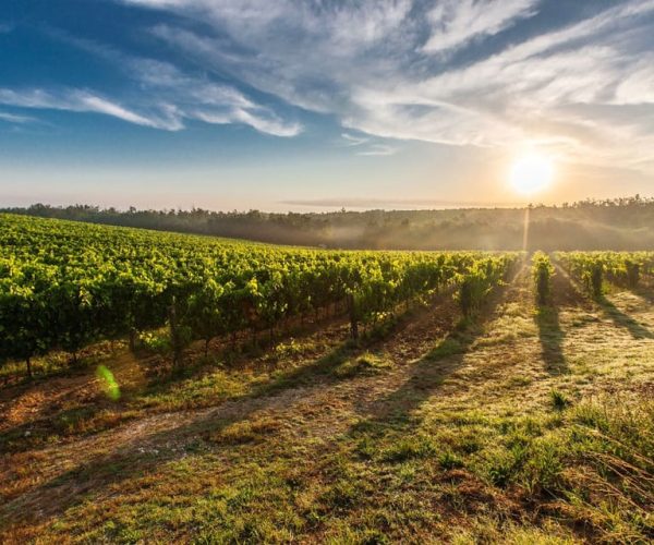 Tuscany: Florentine Steak with Wines in San Gimignano Winery – Tuscany, Italy