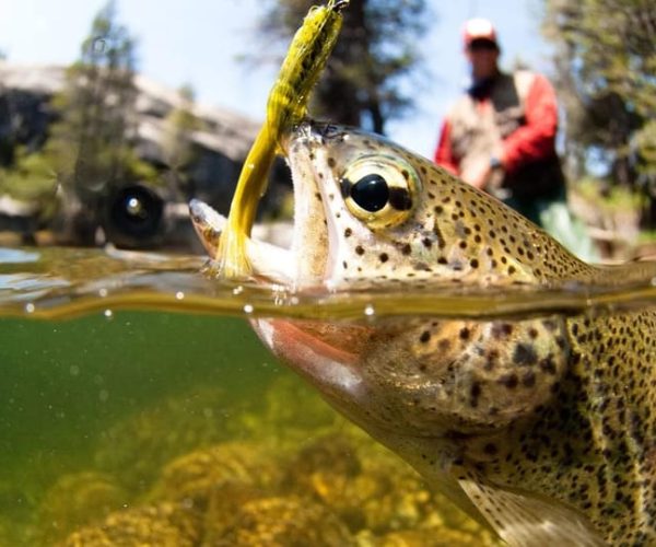 Upper Colorado River Guided Fly Fishing Trip – Arkansas River, Oklahoma